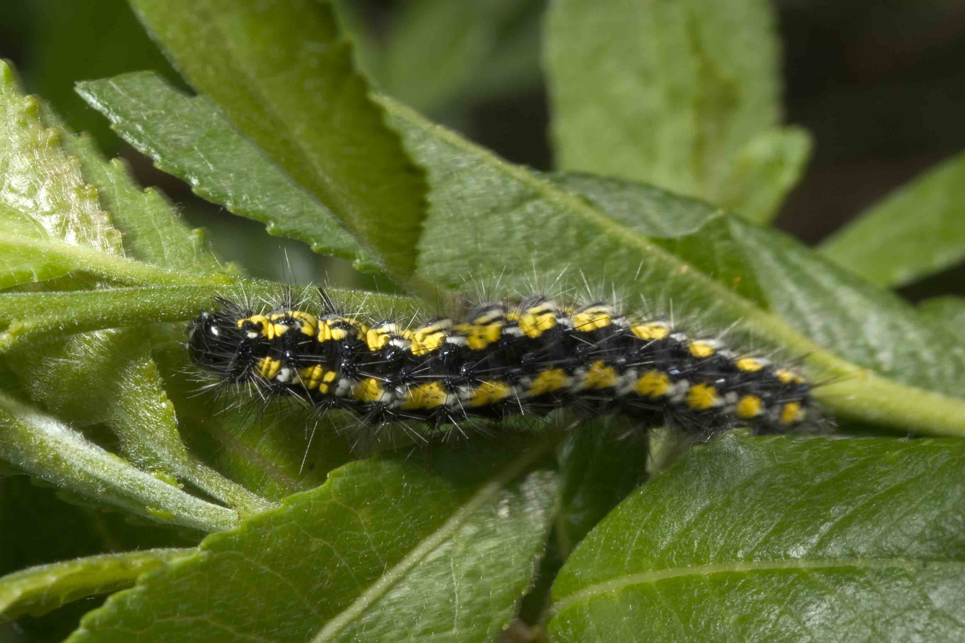 Bruco abruzzese 2 - Callimorpha dominula